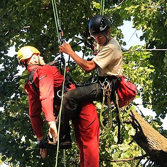 12. Mistrovství ČR v arboristice